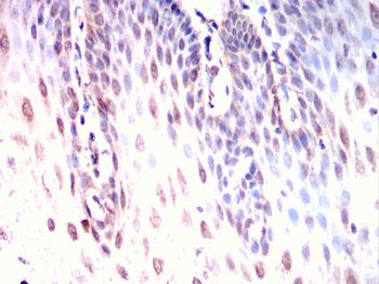 TCF3 Antibody