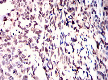 TCF3 Antibody
