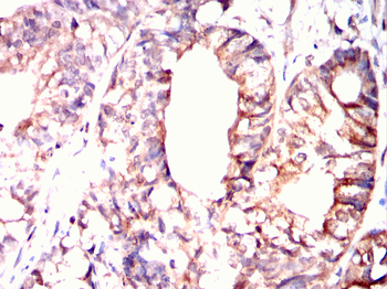 XBP1 Antibody