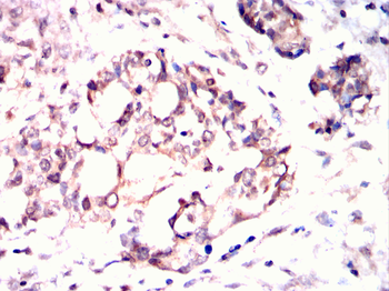 XBP1 Antibody
