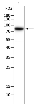 PWWP3A Antibody
