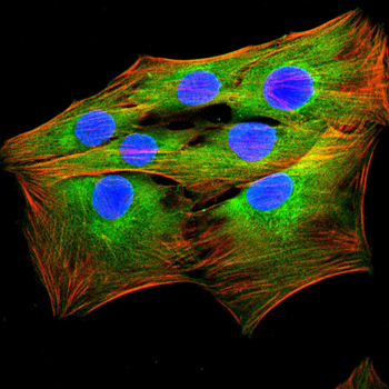 FCER2 Antibody