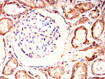 CTCF Antibody