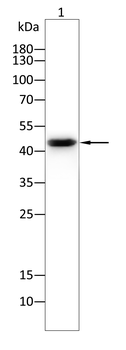 CTCF Antibody