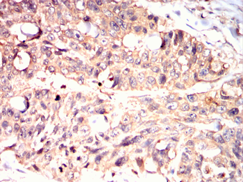 MAPK6 Antibody