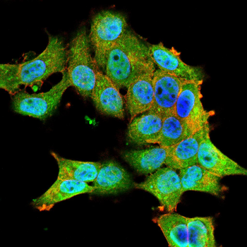MAPK6 Antibody
