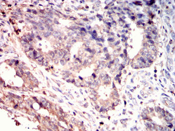 MAPK6 Antibody