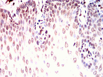 MSX1 Antibody