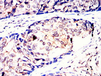 MSX1 Antibody
