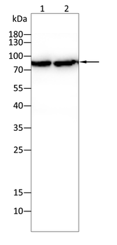 GRK2 Antibody
