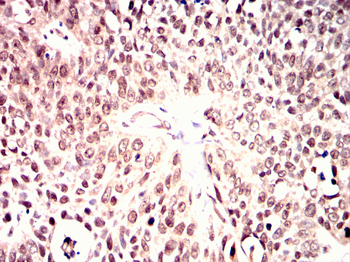 CRKL Antibody