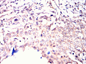 CRKL Antibody