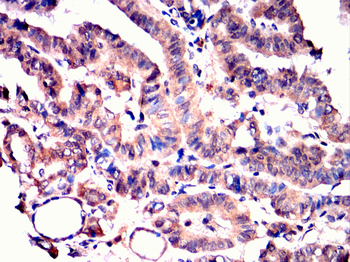 CRKL Antibody