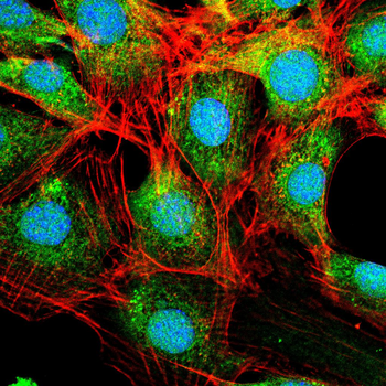CRKL Antibody