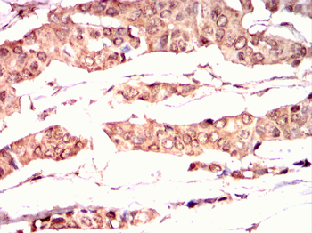 CRKL Antibody