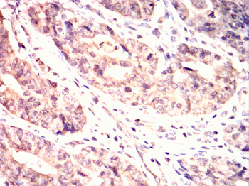 CRKL Antibody