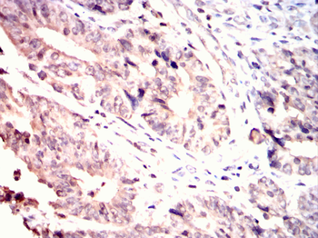 CRKL Antibody