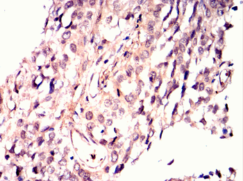 CRKL Antibody