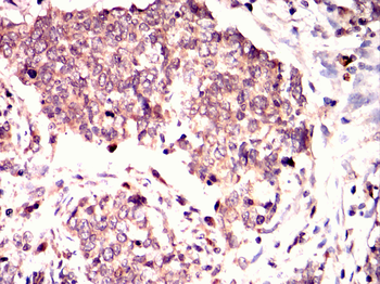 CRKL Antibody