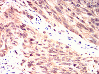 CRKL Antibody