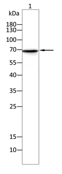 PDK1 Antibody