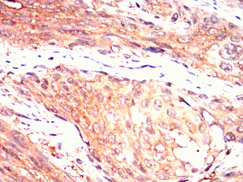 XRCC5 Antibody