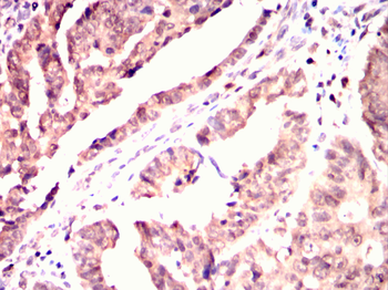 EIF4E Antibody