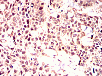 EIF4E Antibody