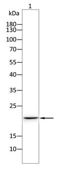 GSTM1 Antibody
