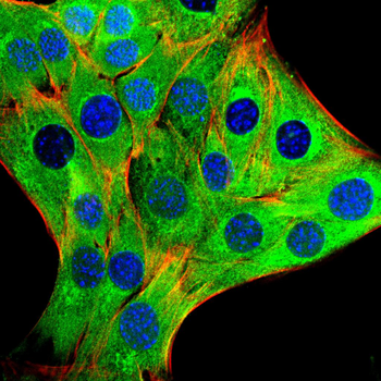 MSN Antibody