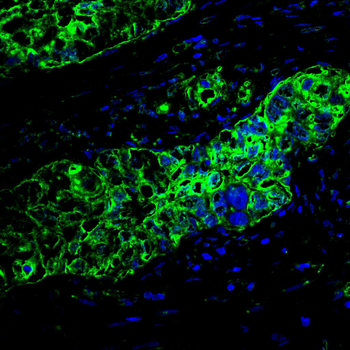 MSN Antibody