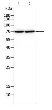 MSN Antibody