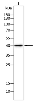 ANXA1 Antibody
