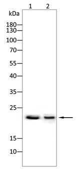 RPL18A Antibody
