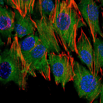 CASP8 Antibody