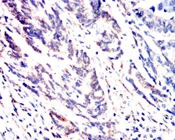 CASP8 Antibody