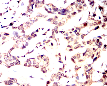 CCNA1 Antibody