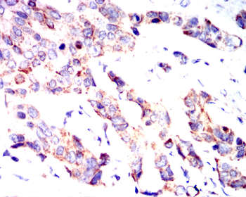 BMP4 Antibody