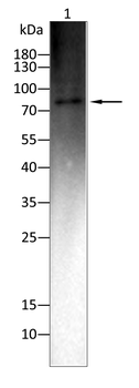 CTNNB1 Antibody