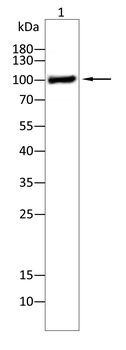 Catenin alpha-1 Antibody