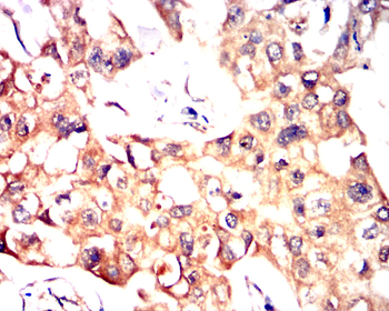 S100A1 Antibody