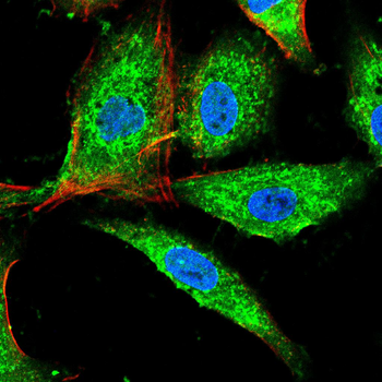 IRAK4 Antibody