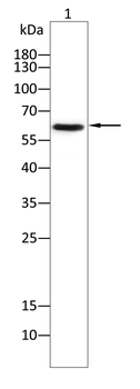 GNL3 Antibody
