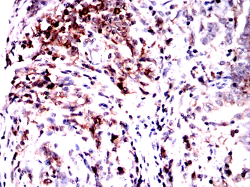 CD74 Antibody