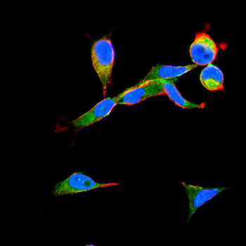 CD74 Antibody