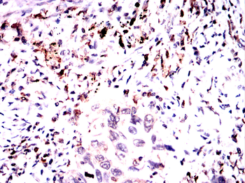 CD74 Antibody