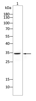 CD74 Antibody