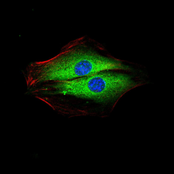 IGFBP7 Antibody