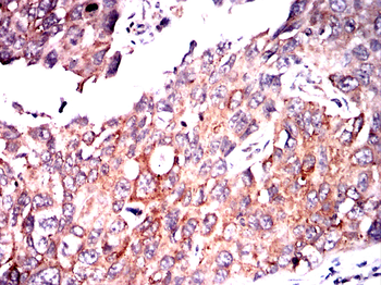IGFBP7 Antibody