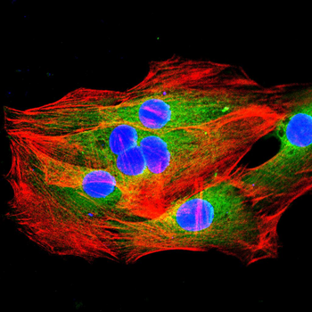DNAL4 Antibody
